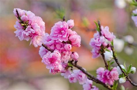 桃花枝怎麼養|桃枝的養花經驗